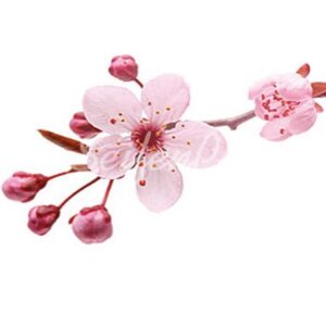 Seifenduft-Öl Kirschblüte