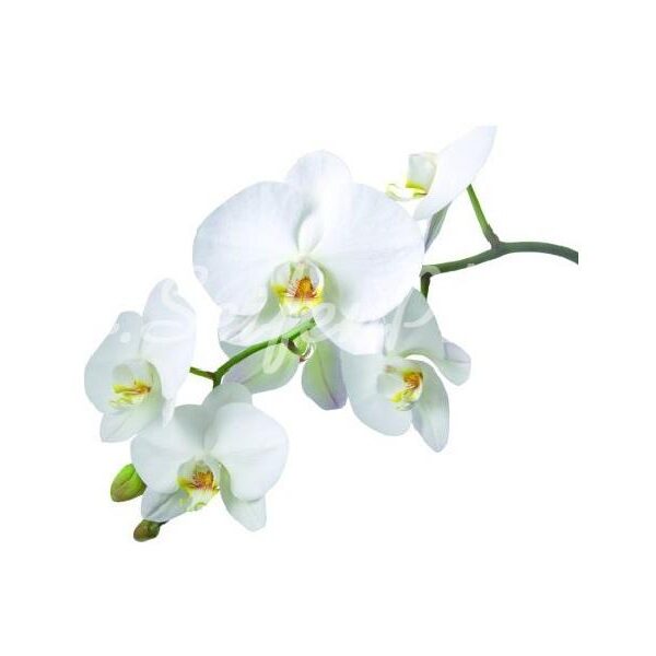 Seifenduft Orchidee