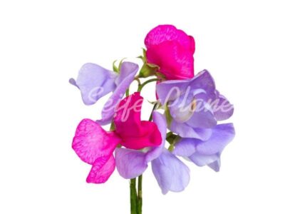 Parfümöl Iris 10 ml