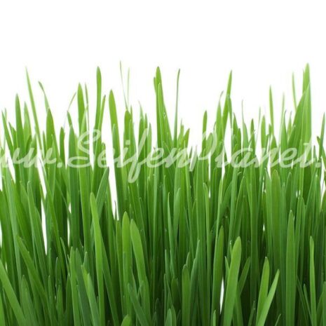 Duftöl Fresh Gras