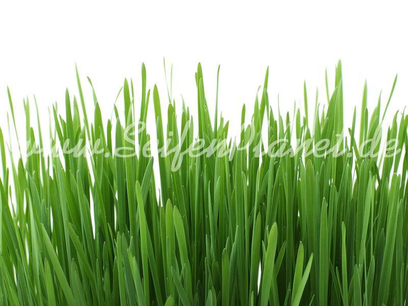 Parfümöl Fresh Gras » 2,85 € » SeifenPlanet-Onlineshop