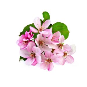 Parfümöl Apfelblüte 10 ml