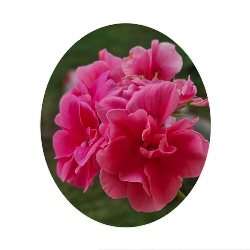 Geraniumöl 100 % naturreines ätherisches Öl